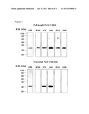 Antibody against PCRV diagram and image