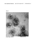 DETECTION OF XENOTROPIC MURINE LEUKEMIA VIRUS diagram and image