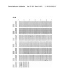 DETECTION OF XENOTROPIC MURINE LEUKEMIA VIRUS diagram and image