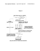 COMPOSITIONS AND METHODS FOR THE DETECTION OF HIV-1/HIV-2 INFECTION diagram and image