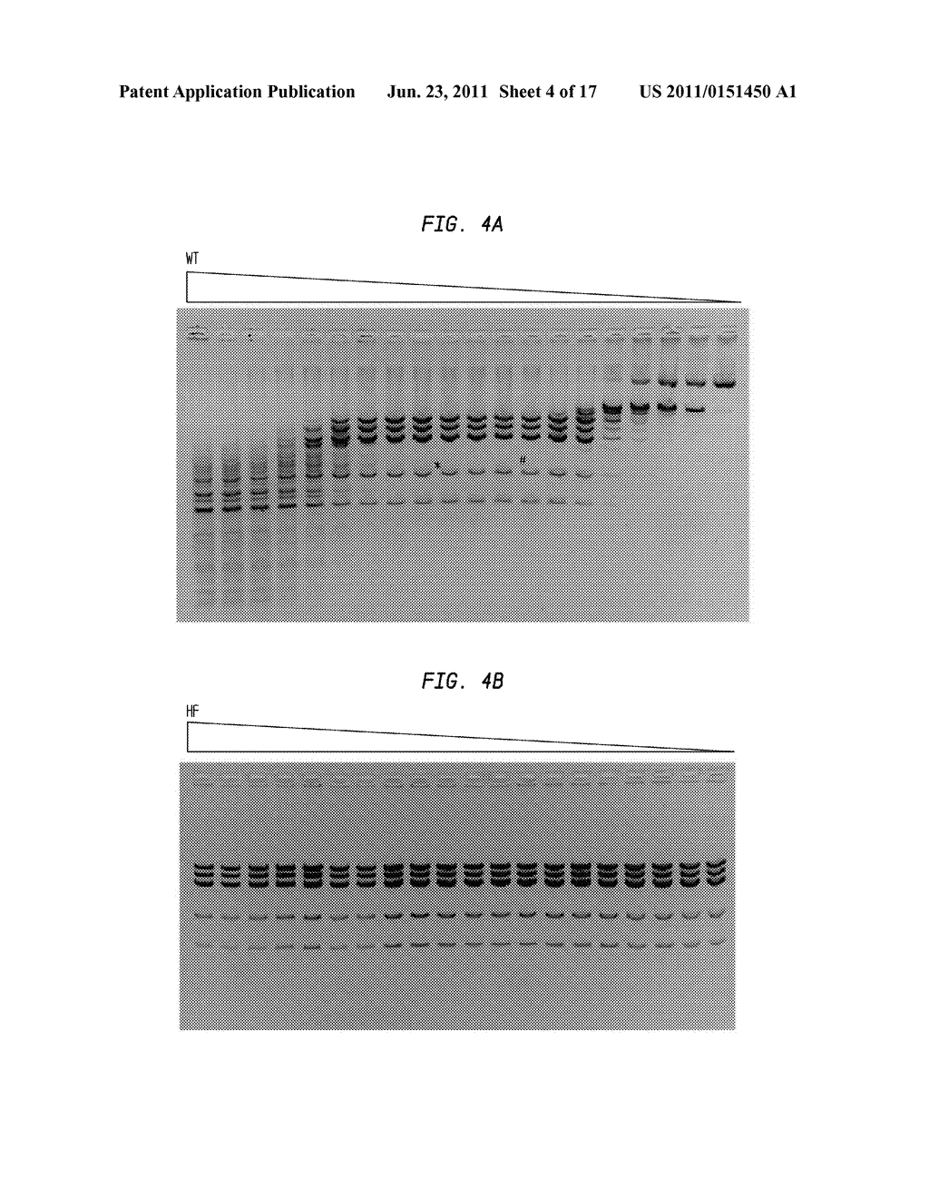 High Fidelity Restriction Endonucleases - diagram, schematic, and image 05