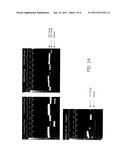 DETECTION OF STAPHYLOCOCCUS AUREUS AND IDENTIFICATION OF     METHICILLIN-RESISTANT STAPHYLOCOCCUS AUREUS diagram and image