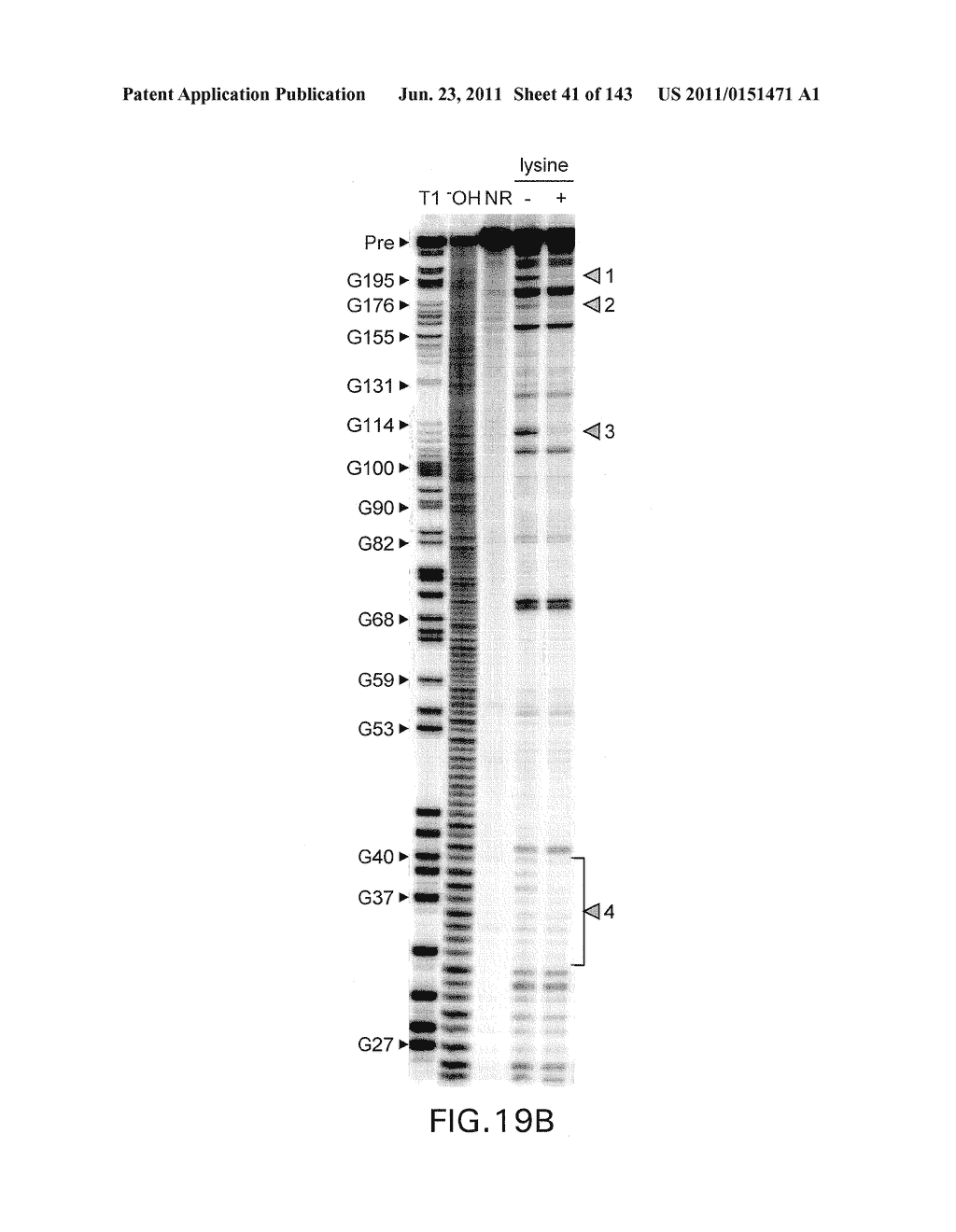 RIBOSWITCHES, METHODS FOR THEIR USE, AND COMPOSITIONS FOR USE WITH     RIBOSWITCHES - diagram, schematic, and image 42