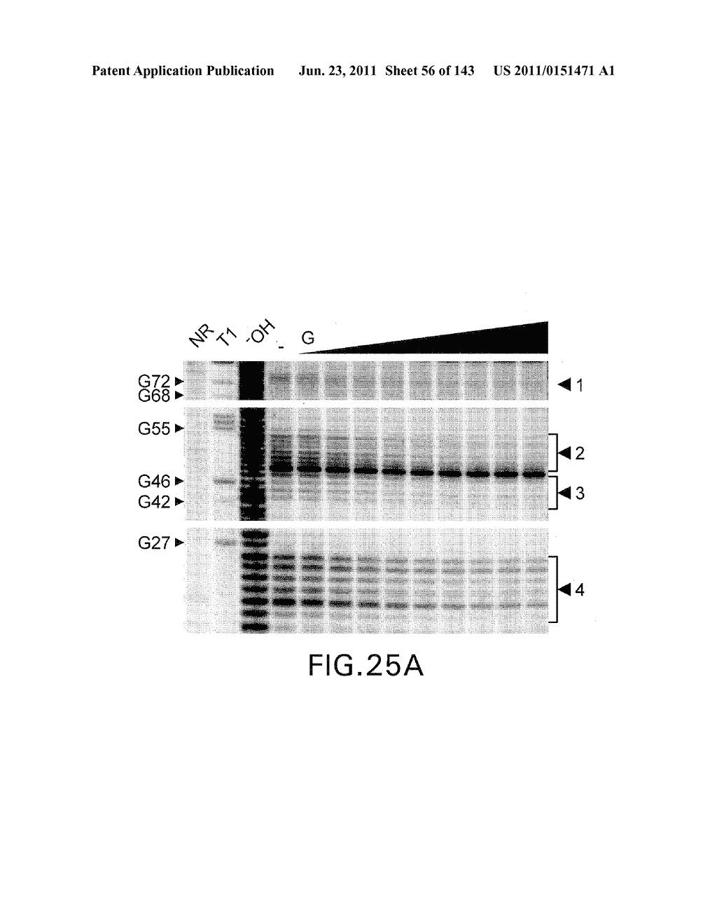 RIBOSWITCHES, METHODS FOR THEIR USE, AND COMPOSITIONS FOR USE WITH     RIBOSWITCHES - diagram, schematic, and image 57