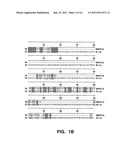 Polynucleotides and Polypeptides Encoding Receptors diagram and image