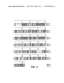 Polynucleotides and Polypeptides Encoding Receptors diagram and image