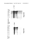 PAK1 Agonists and Methods of Use diagram and image