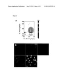 FLUORESCENT REGULATORS OF RASSF1A EXPRESSION AND HUMAN CANCER CELL     PROLIFERATION diagram and image