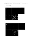 FLUORESCENT REGULATORS OF RASSF1A EXPRESSION AND HUMAN CANCER CELL     PROLIFERATION diagram and image