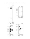 Methods and compositions for controlling efficacy of RNA silencing diagram and image