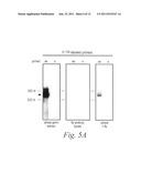 Methods and compositions for controlling efficacy of RNA silencing diagram and image