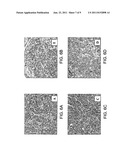 TISSUE ENGINEERED CONSTRUCTS diagram and image