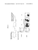 METHOD FOR PRODUCING CELLS HAVING CHARACTERISTIC OF HEMATOPOIETIC STEM     CELLS/PROGENITOR CELLS diagram and image