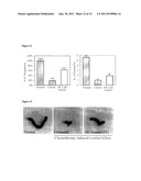 STEM CELLS CHARACTERIZED BY EXPRESSION OF GERMLINE SPECIFIC GENES diagram and image