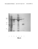 SUPPRESSION OF CANCERS diagram and image