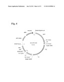 ANTI-ORTHOPOXVIRUS RECOMBINANT POLYCLONAL ANTIBODY diagram and image