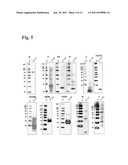 ANTI-ORTHOPOXVIRUS RECOMBINANT POLYCLONAL ANTIBODY diagram and image