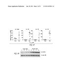 USES OF IL-22, IL-17, AND IL-1 FAMILY CYTOKINES IN AUTOIMMUNE DISEASES diagram and image