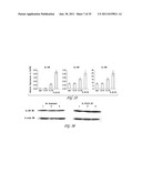 USES OF IL-22, IL-17, AND IL-1 FAMILY CYTOKINES IN AUTOIMMUNE DISEASES diagram and image