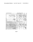 HEMOGLOBIN-BASED METHODS FOR PROPHYLAXIS, DIAGNOSIS AND/OR TREATMENT OF     RETINAL DISORDERS diagram and image