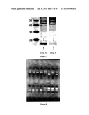 HEMOGLOBIN-BASED METHODS FOR PROPHYLAXIS, DIAGNOSIS AND/OR TREATMENT OF     RETINAL DISORDERS diagram and image