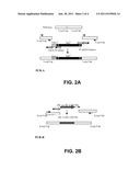 COMPOSITIONS AND METHODS OF ENHANCING IMMUNE RESPONSES TO FLAGELLATED     BACTERIUM diagram and image