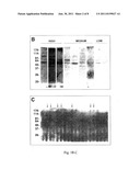 S. AGALACTIAE ANTIGENS I & II diagram and image