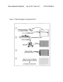 CELL-BASED SCREENING ASSAY TO IDENTIFY MOLECULES THAT STIMULATE     IFN-ALPHA/BETA TARGET GENES diagram and image