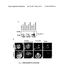 GEF-H1b: BIOMARKERS, COMPLEXES, ASSAYS AND THERAPEUTIC USES THEREOF diagram and image