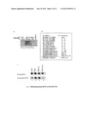 GEF-H1b: BIOMARKERS, COMPLEXES, ASSAYS AND THERAPEUTIC USES THEREOF diagram and image