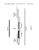 GEF-H1b: BIOMARKERS, COMPLEXES, ASSAYS AND THERAPEUTIC USES THEREOF diagram and image