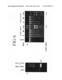 Methods and compositions for inactivating alpha 1,6 fucosyltransferase     (FUT8) gene expression diagram and image