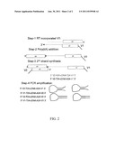 METHOD FOR AMPLIFYING MONOMORPHIC-TAILED NUCLEIC ACIDS diagram and image