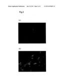 FLUORESCENT PROBE SPECIFIC TO HYDROGEN PEROXIDE diagram and image