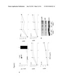 Alpha B-Crystallin as a therapy for inflammation diagram and image