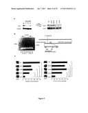 5  TRIPHOSPHATE OLIGONUCLEOTIDE WITH BLUNT END AND USES THEREOF diagram and image