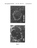 Methods for Preparing Human Skin Substitutes from Human Pluripotent Stem     Cells diagram and image