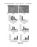 Methods for Preparing Human Skin Substitutes from Human Pluripotent Stem     Cells diagram and image