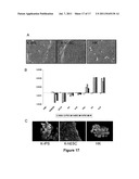 Methods for Preparing Human Skin Substitutes from Human Pluripotent Stem     Cells diagram and image