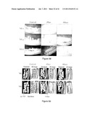 Heparan Sulphate Which Binds BMP2 diagram and image