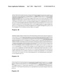 OSTEOPONTIN ANTIBODIES diagram and image