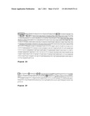 OSTEOPONTIN ANTIBODIES diagram and image