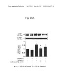 THERAPEUTIC AGENT AND DETECTION REAGENT FOR ARTERIOSCLEROTIC DISEASE WHICH     TARGETS FOR SALUSIN diagram and image