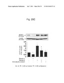 THERAPEUTIC AGENT AND DETECTION REAGENT FOR ARTERIOSCLEROTIC DISEASE WHICH     TARGETS FOR SALUSIN diagram and image