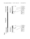 HERBICIDE TOLERANT RICE PLANTS AND METHODS FOR IDENTIFYING SAME diagram and image