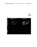 ANTIBODIES AGAINST HUMAN EPO RECEPTOR diagram and image