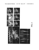 COMPOSITIONS, METHODS AND SYSTEMS FOR SINGLE MOLECULE SEQUENCING diagram and image