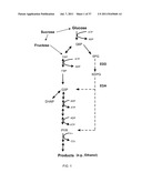 ENGINEERED MICROORGANISMS WITH ENHANCED FERMENTATION ACTIVITY diagram and image