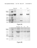 MONOCLONAL ANTIBODIES AGAINST OSTEOPONTIN diagram and image