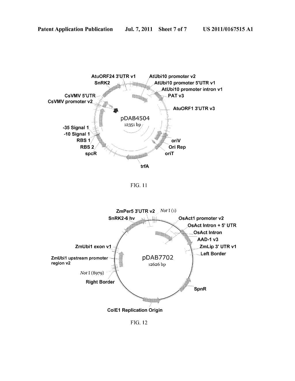 PLANT SNF1-RELATED PROTEIN KINASE GENE - diagram, schematic, and image 08